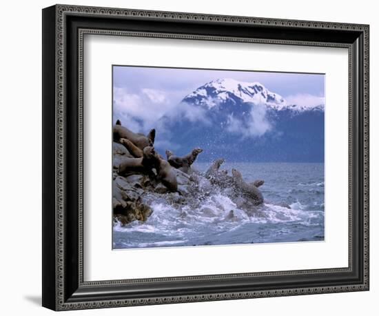 Stellar Sea Lions, Glacier Bay, Alaska, USA-Gavriel Jecan-Framed Photographic Print