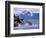 Stellar Sea Lions, Glacier Bay, Alaska, USA-Gavriel Jecan-Framed Photographic Print