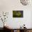 Stellaria Graminea II-Heidi Westum-Photographic Print displayed on a wall