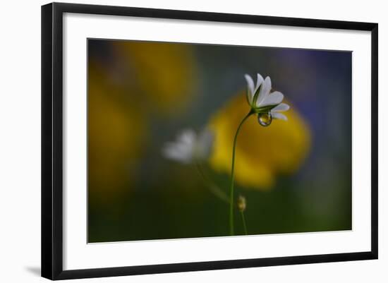 Stellaria Graminea II-Heidi Westum-Framed Photographic Print