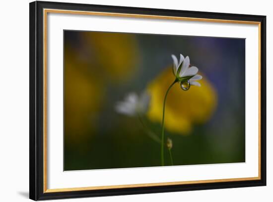 Stellaria Graminea II-Heidi Westum-Framed Photographic Print