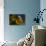 Stellaria Graminea-Heidi Westum-Photographic Print displayed on a wall