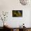Stellaria Graminea-Heidi Westum-Photographic Print displayed on a wall