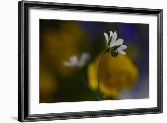Stellaria Graminea-Heidi Westum-Framed Photographic Print