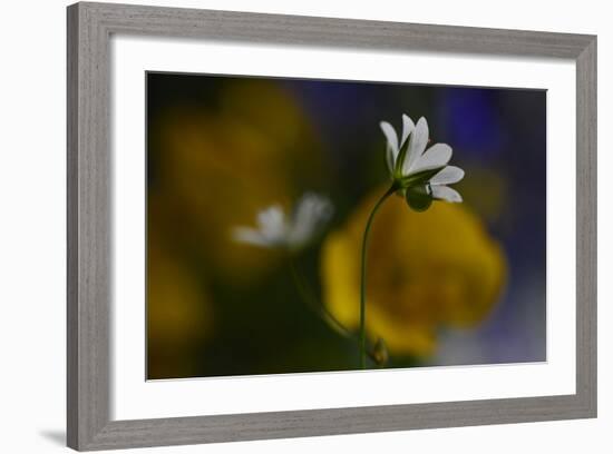 Stellaria Graminea-Heidi Westum-Framed Photographic Print