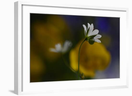 Stellaria Graminea-Heidi Westum-Framed Photographic Print