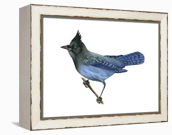 Steller's Jay (Cyanocitta Stelleri), Birds-Encyclopaedia Britannica-Framed Stretched Canvas