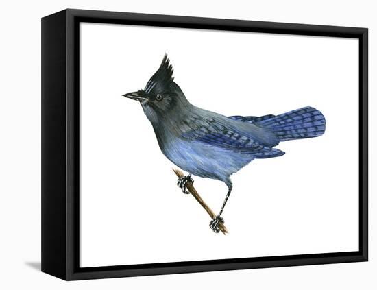 Steller's Jay (Cyanocitta Stelleri), Birds-Encyclopaedia Britannica-Framed Stretched Canvas