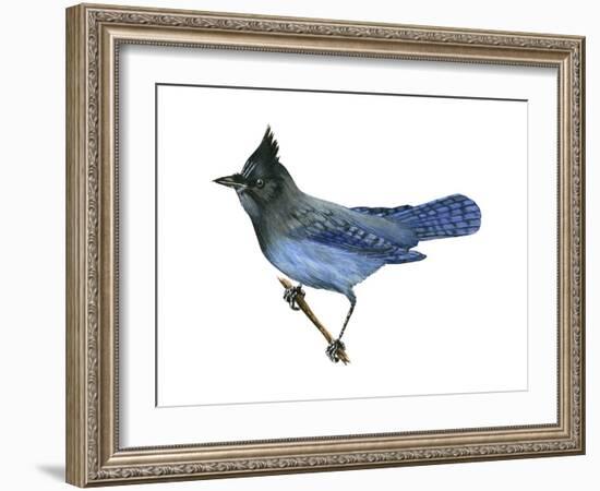 Steller's Jay (Cyanocitta Stelleri), Birds-Encyclopaedia Britannica-Framed Art Print