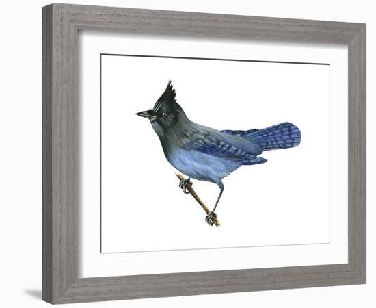 Steller's Jay (Cyanocitta Stelleri), Birds-Encyclopaedia Britannica-Framed Art Print