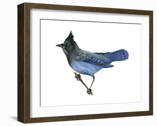 Steller's Jay (Cyanocitta Stelleri), Birds-Encyclopaedia Britannica-Framed Art Print