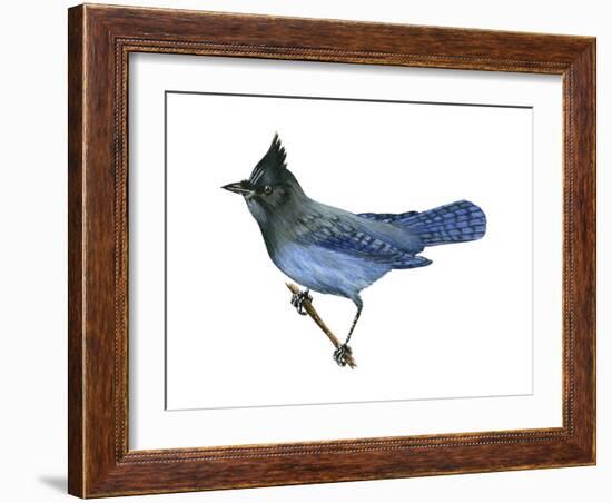 Steller's Jay (Cyanocitta Stelleri), Birds-Encyclopaedia Britannica-Framed Art Print