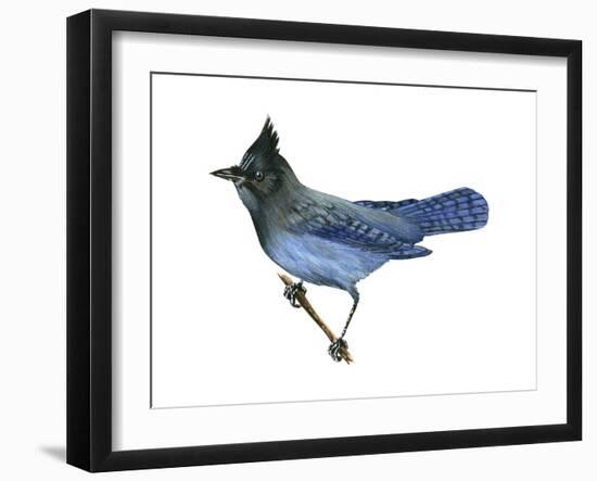 Steller's Jay (Cyanocitta Stelleri), Birds-Encyclopaedia Britannica-Framed Art Print