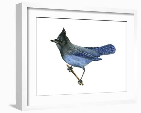 Steller's Jay (Cyanocitta Stelleri), Birds-Encyclopaedia Britannica-Framed Art Print