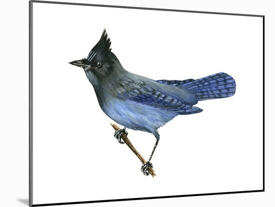 Steller's Jay (Cyanocitta Stelleri), Birds-Encyclopaedia Britannica-Mounted Art Print