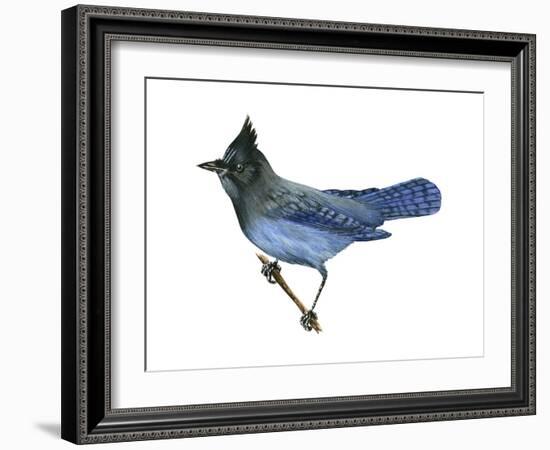 Steller's Jay (Cyanocitta Stelleri), Birds-Encyclopaedia Britannica-Framed Art Print