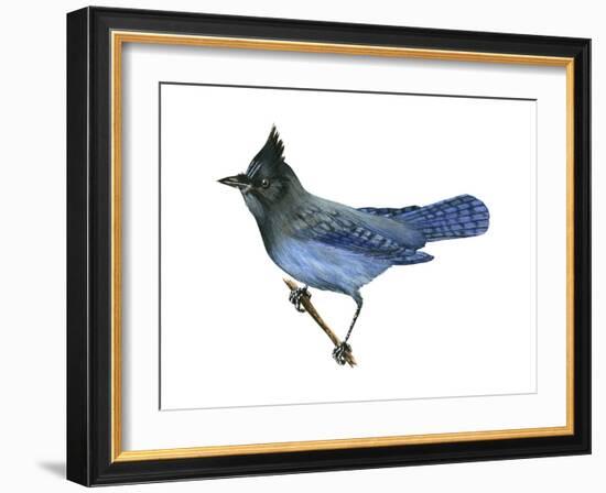 Steller's Jay (Cyanocitta Stelleri), Birds-Encyclopaedia Britannica-Framed Art Print