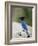 Steller's Jay (Cyanocitta Stelleri), Rocky Mountain National Park, Colorado-James Hager-Framed Photographic Print