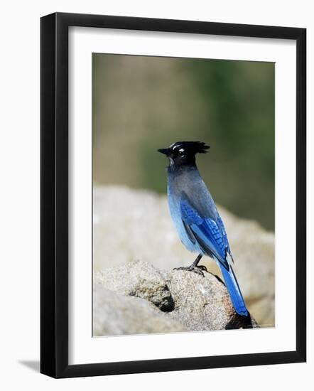 Steller's Jay (Cyanocitta Stelleri), Rocky Mountain National Park, Colorado-James Hager-Framed Photographic Print