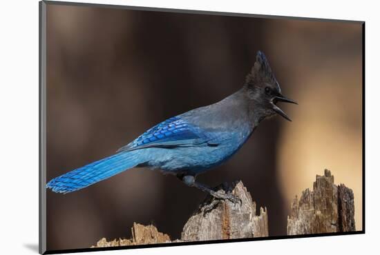 Steller's jay-Ken Archer-Mounted Photographic Print