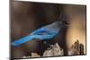 Steller's jay-Ken Archer-Mounted Photographic Print