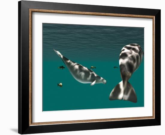 Steller's Sea Cow-Christian Darkin-Framed Photographic Print