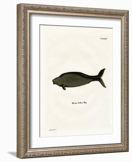 Steller's Sea Cow-null-Framed Giclee Print