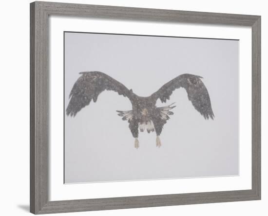 Steller's Sea Eagle Flying Through Snow, Kuril Lake, Kamchatka, Far East Russia-Igor Shpilenok-Framed Photographic Print