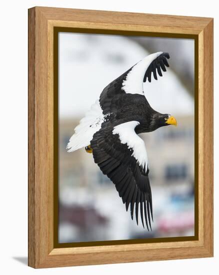 Steller's Sea-Eagle (Haliaeetus Pelagicus) in Flight, Hokkaido, Japan, February-Wim van den Heever-Framed Premier Image Canvas