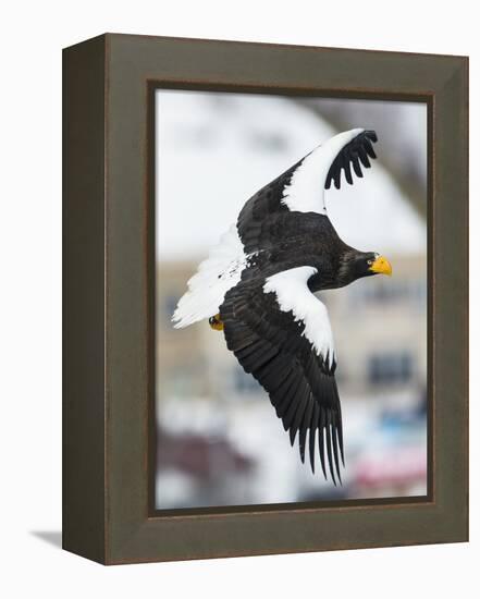 Steller's Sea-Eagle (Haliaeetus Pelagicus) in Flight, Hokkaido, Japan, February-Wim van den Heever-Framed Premier Image Canvas