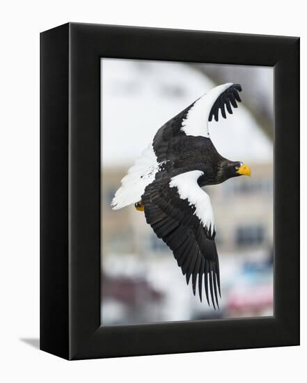 Steller's Sea-Eagle (Haliaeetus Pelagicus) in Flight, Hokkaido, Japan, February-Wim van den Heever-Framed Premier Image Canvas