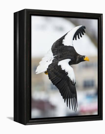 Steller's Sea-Eagle (Haliaeetus Pelagicus) in Flight, Hokkaido, Japan, February-Wim van den Heever-Framed Premier Image Canvas