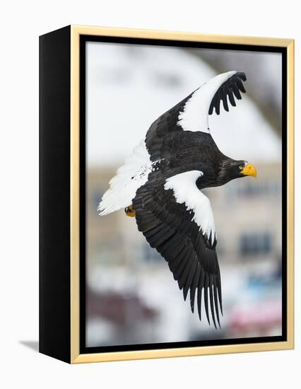 Steller's Sea-Eagle (Haliaeetus Pelagicus) in Flight, Hokkaido, Japan, February-Wim van den Heever-Framed Premier Image Canvas