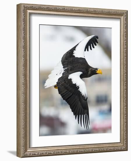 Steller's Sea-Eagle (Haliaeetus Pelagicus) in Flight, Hokkaido, Japan, February-Wim van den Heever-Framed Photographic Print