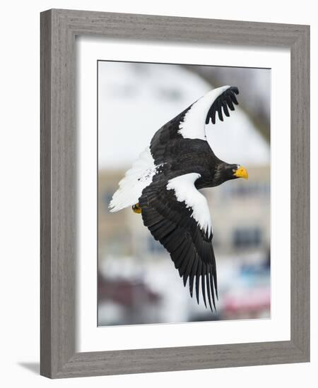 Steller's Sea-Eagle (Haliaeetus Pelagicus) in Flight, Hokkaido, Japan, February-Wim van den Heever-Framed Photographic Print