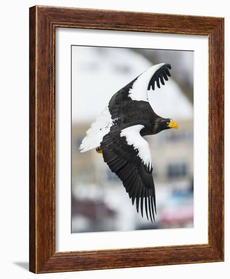 Steller's Sea-Eagle (Haliaeetus Pelagicus) in Flight, Hokkaido, Japan, February-Wim van den Heever-Framed Photographic Print