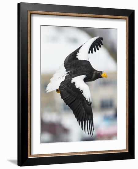 Steller's Sea-Eagle (Haliaeetus Pelagicus) in Flight, Hokkaido, Japan, February-Wim van den Heever-Framed Photographic Print