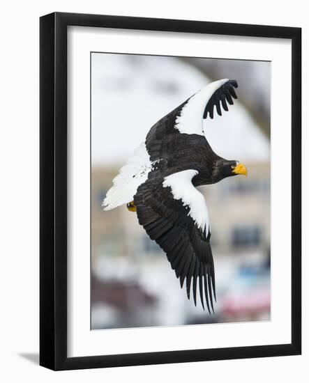 Steller's Sea-Eagle (Haliaeetus Pelagicus) in Flight, Hokkaido, Japan, February-Wim van den Heever-Framed Photographic Print