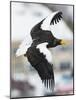 Steller's Sea-Eagle (Haliaeetus Pelagicus) in Flight, Hokkaido, Japan, February-Wim van den Heever-Mounted Photographic Print