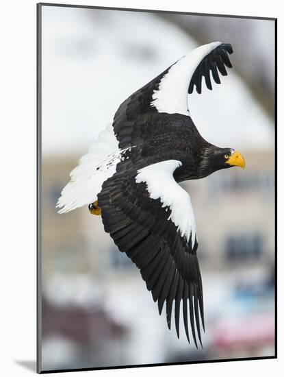 Steller's Sea-Eagle (Haliaeetus Pelagicus) in Flight, Hokkaido, Japan, February-Wim van den Heever-Mounted Photographic Print