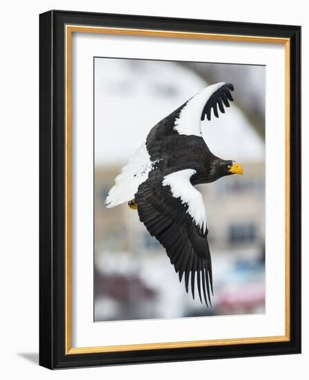 Steller's Sea-Eagle (Haliaeetus Pelagicus) in Flight, Hokkaido, Japan, February-Wim van den Heever-Framed Photographic Print