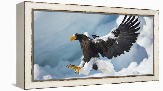 Steller's Sea-Eagle (Haliaeetus Pelagicus) Landing on Pack Ice, Hokkaido, Japan, February-Wim van den Heever-Framed Premier Image Canvas