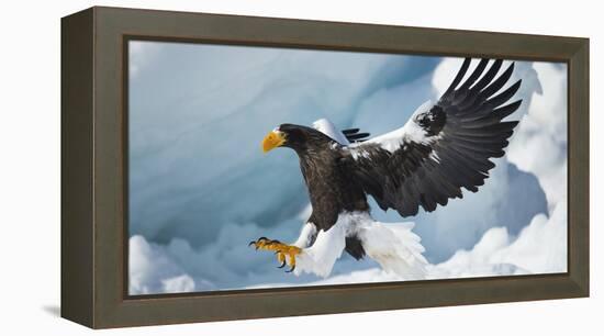 Steller's Sea-Eagle (Haliaeetus Pelagicus) Landing on Pack Ice, Hokkaido, Japan, February-Wim van den Heever-Framed Premier Image Canvas