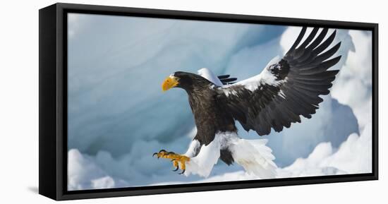 Steller's Sea-Eagle (Haliaeetus Pelagicus) Landing on Pack Ice, Hokkaido, Japan, February-Wim van den Heever-Framed Premier Image Canvas