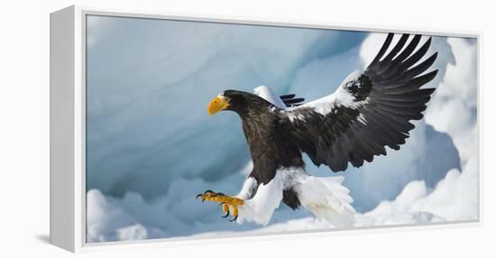 Steller's Sea-Eagle (Haliaeetus Pelagicus) Landing on Pack Ice, Hokkaido, Japan, February-Wim van den Heever-Framed Premier Image Canvas