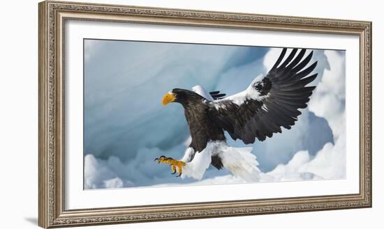 Steller's Sea-Eagle (Haliaeetus Pelagicus) Landing on Pack Ice, Hokkaido, Japan, February-Wim van den Heever-Framed Photographic Print