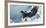 Steller's Sea-Eagle (Haliaeetus Pelagicus) Landing on Pack Ice, Hokkaido, Japan, February-Wim van den Heever-Framed Photographic Print