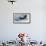 Steller's Sea-Eagle (Haliaeetus Pelagicus) Landing on Pack Ice, Hokkaido, Japan, February-Wim van den Heever-Framed Photographic Print displayed on a wall