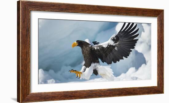 Steller's Sea-Eagle (Haliaeetus Pelagicus) Landing on Pack Ice, Hokkaido, Japan, February-Wim van den Heever-Framed Photographic Print