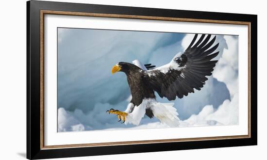 Steller's Sea-Eagle (Haliaeetus Pelagicus) Landing on Pack Ice, Hokkaido, Japan, February-Wim van den Heever-Framed Photographic Print